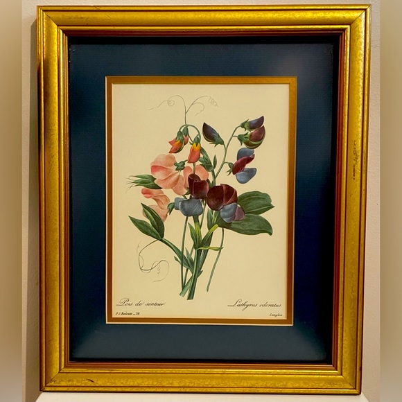 Professionally Framed Vintage Print  "Lathyrus Odoratus" by P.J. Redoute - Picture 1 of 2